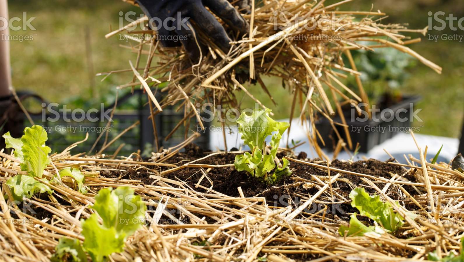 Quels travaux au jardin en septembre ?